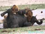 حیات وحش شیرها شکار بچه گوریل گله گوریل پانیک بچه را به پشت می برند.