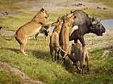 حیات وحش ، حمله گروهی شیرها به بوفالو و گاومیش ها ، مستند حیوانات