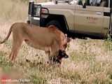 حیات وحش، حمله شیر به گورخر تنها/محاصره شدن بوفالو توسط سگ های وحشی