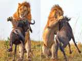 حیات وحش، شکار بابون توسط شیر/حمله سریع شیر برای شکار گورخر