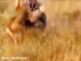 مستند شکار حیوانات - بابون یک بچه ایمپالا را زنده می خورد