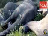برق گرفتگی دسته جمعی فیل ها در باغ وحش