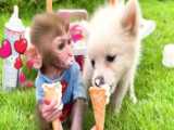 بچه میمون و توله سگ بستنی می خورند :: حیوانات خنگی :: میمون بازیگوش