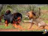 نبرد تا مرگ شیر در مقابل سگ - نتیجه نهایی (۲۰۲۳)