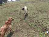گوسفندان  خنده دار دعوا کار