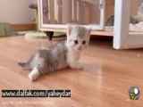 کلیپ زیبای گربه های کوچک
