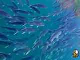 ببینید | ویدیویی شگفت انگیز از رعایت قانون حق تقدم توسط ماهی ها وسط اقیانوس!