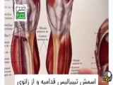 اگه زانو درد دارید حتما این حرکت رو برای تقویت عضلات پا ها انجام بدین