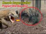 جنگ کومودو با گوزن | اژدهای کومودو شکار گوزن در آب | نبرد حیوانات وحشی