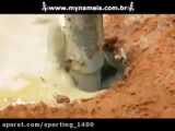 دور کردن مورچه ها از خونه