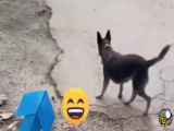 کلیپ بامزه سگ و ماشین کنترلی