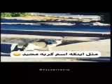 مثل اینکه اسم گربه مجیده