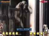 جنگ سگ های وحشی :: سگ کانگال در مقابل پیت بول آمریکایی