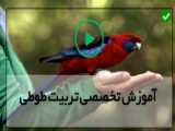 سورپرایز شدن گربه از این همه گنجشک