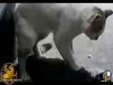 ویدیو کمک حیوانات به هم