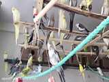 حمام کردن،عروس هلندی