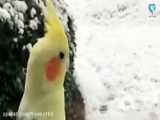 وسایل عروس هلندی من پارت 1