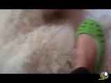 شکنجه وحشتناک سگ های خانگی توسط دختر تهرانی +فیلم