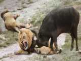 حیات وحش، حمله شیرها برای شکار بوفالو/گاومیش وحشی تنها در مقابل گله شیر