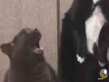 صحنه هایی خنده دار با سگ ها و گربه های خانگی!