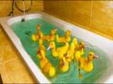 حیوانات بامزه _ جوجه اردک زشت _ شنا کردن اردک های بامزه
