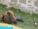 وحشتناک ترین حملات حیوانات وحشی به انسان ها