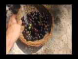 فصل انگور و مربای انگور در آذربایجان