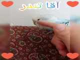 مرغ عشق دستی من ۹
