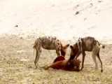 نبرد حیوانات - شیر نر و بوفالوی بیچاره - جنگ خونین حیوانات
