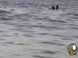 فیلم نجات دادن فرد مشهدی از غرق شدن توسط نجات غریق مازندرانی