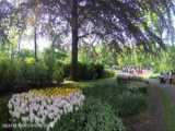باغ کوکنهوف که به نام باغ اروپا هم شناخته می شود، بزرگترین باغ گل در جهان است