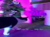  گربه _عشق_است.