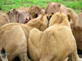 حیات وحش آفریقا - گرازهای وحشی در مقابل شکارچیان - شیر و پلنگ در تعقیب گراز