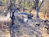 حیات وحش، حمله کفتارها به مار پیتون - حمله شیر برای شکار بوفالوی تنها