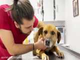 نجات دادن سگ خیابانی از جراحت تصادف