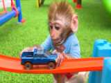 بچه میمون و اسباب بازی های ماشینی :: حیوانات خانگی :: میمون بازیگوش