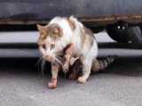 نجات دادن گربه ای که با ماشین تصادف کرده