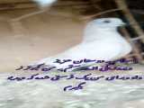 نمایشی کبوتر جدید