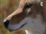 گرگ های وحشی و درنده 2023 -  مبارزات حیوانات وحشی