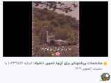 فیلم عاشقانه جذاب دیدنی عشقم گل خیفم