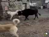 جلو گیری گاو از دعوای سگها