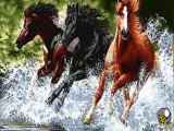 دویدن اسب ها در آب
