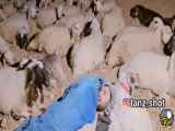 چوپان سگ خریده که از گوسفندان محافظت کنه سگه خودش گرفته خوابیده