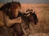 حمله حیوانات حیات وحش :: نبرد دیدنی یوزپلنگ و فیل