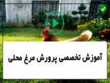 پرورش مرغ