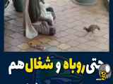 این آدم دست روباه و شغال را در مرغ گرفتن از پشت بست