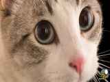 گربه که چشارا خیره میکند