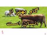 پروازکردن عقاب