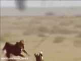 فیلم شهر دایناسورهای غول پیکر لحظات زیبا از شکار بچه دایناسورها