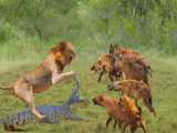 مستند حیات وحش :: احاطه کردن کرگدن توسط کفتارها :: جنگ و نبرد حیوانات